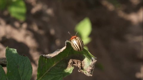 Close-up of Colorado potato beetle, Leptinotarsa decemlineata walking on green potato leaves during a sunny summer day in rural Estonia, Europe.	