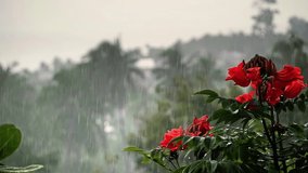 Rainfall over palm trees, red flowers, sea and mountain on a tropical island. Slow motion video.