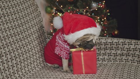 Funny scene with cute pug dog and Christmas gift. Cute pug dog sniffing present, want to open it, looking at the camera seriously, displeased sullenly. Funny look. 
Funny Christmas dog concept

