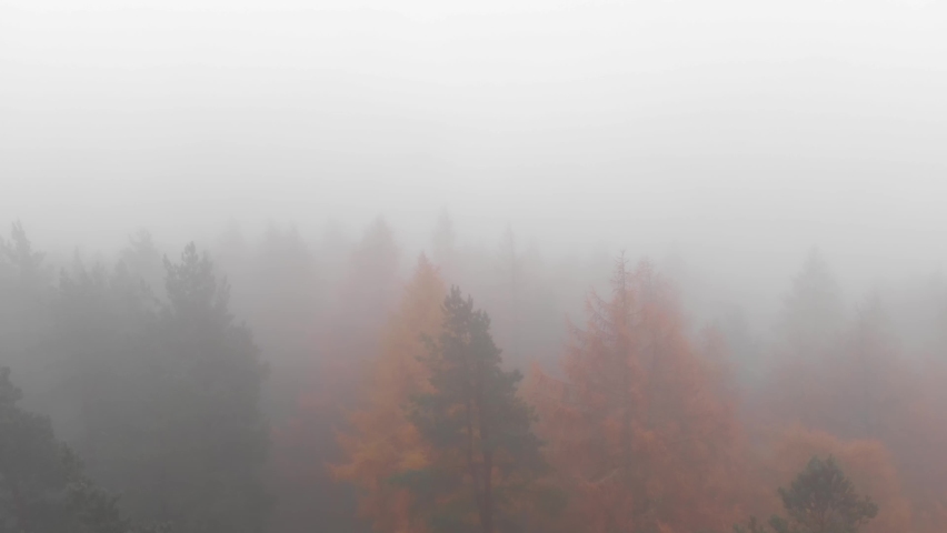 Aerial: Cloud Shrouded colorful Trees in autumn.Fog Over Pine Tree Forest.