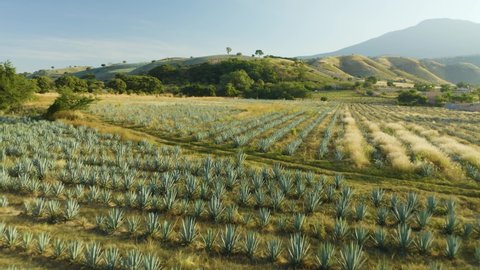 Low Aerial Flight Over Blue Agave Fields on Rural Farm in Tequila, Mexico. Day
