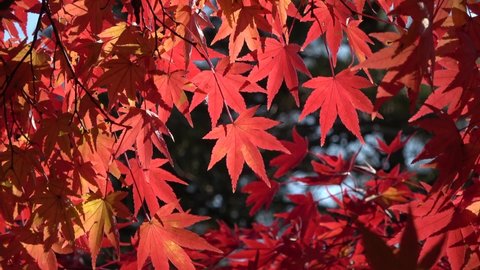Flickering of maples. Autumn at Kasumiga-jo Castle park in Nihonmatsu City, Fukushima Prefecture, Japan. Famous as a famous spot for autumn leaves.