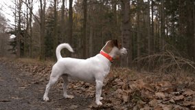 Jack Russell Terrier in an autumn woods 