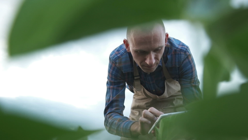 Male farmer agronomist examining soybean plants in cultivated field