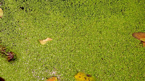 Falling into the water covered with duckweed (Lemna minor) , the leaves of the trees float on the surface. 