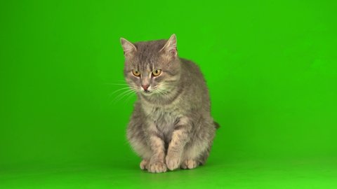 Big fluffy gray cat on a green background screen.