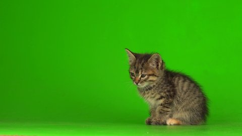 Little gray kitten kitty plays on a green screen background.