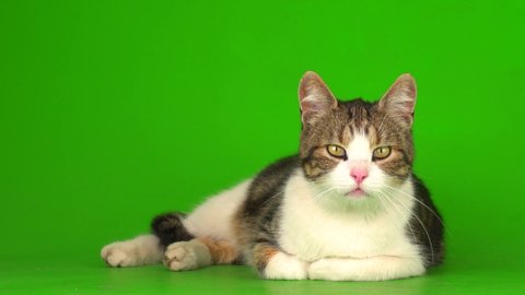 Cute Kitten Meowing On A Video De Stock 100 Libre De Droit Shutterstock Cute Kitten Meowing On A Video De Stock 100 Libre De Droit Shutterstock
