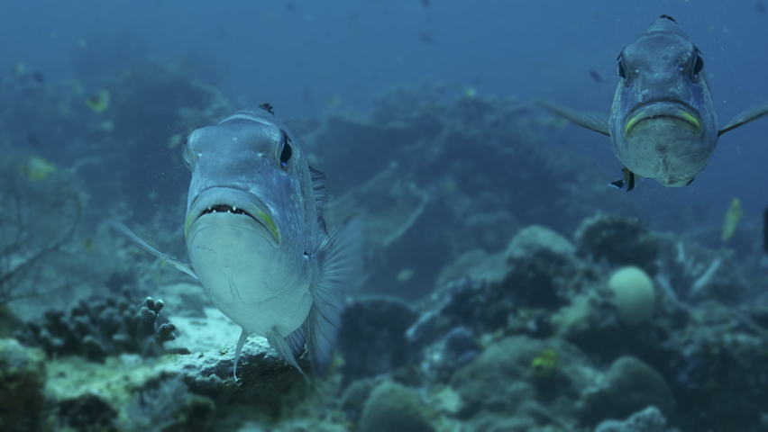 Humpnose big-eye bream (Monotaxis grandoculis) looking into the camera, Raja Ampat, Indonesia