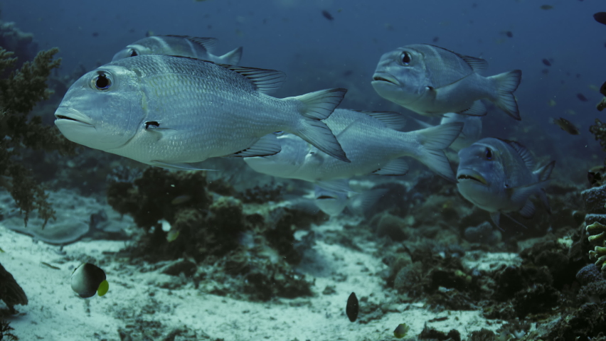 Humpnose big-eye bream (Monotaxis grandoculis) looking into the camera, Raja Ampat, Indonesia | Shutterstock HD Video #1062655600