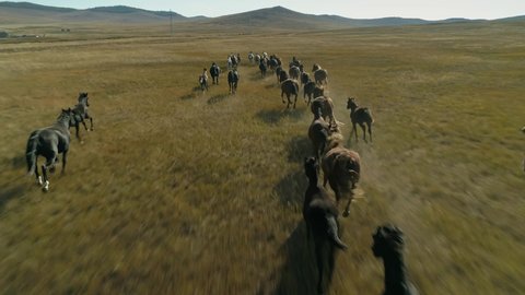 Flying with large herd of horses galloping fast across steppe field pasture. Sunset natural Siberia landscape. Slow motion сlose back manes fluttering. Abstract wild nature. Mountains in background