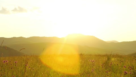 Scenic field with wildflowers is on a sunset in Altay, Russia