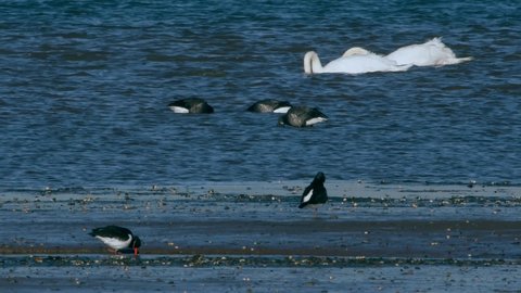 Brent Goose, Mute Swan and Eurasian Oystercatcher in the environment at low tide.