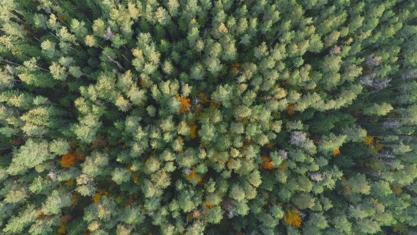 Top view  above aerial autumn forest | Shutterstock HD Video #1062663007