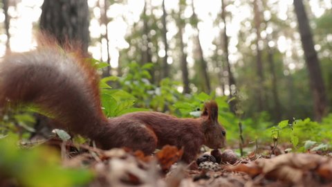 A funny squirrel in the forest collects walnuts. 