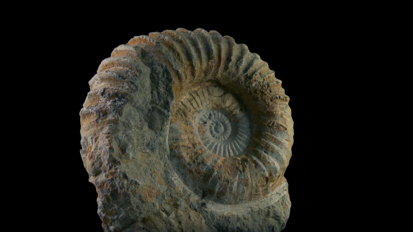 Fossil Of Sea Creature From Jurassic Era