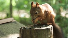 Close up of a cute red squirrel with long pointed ears in a summer scene. Clip. Squirrel sitting on the stump and eating seeds on blurred forest background.