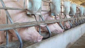 Sows stand and wait to eat their feed.Open-shed pig farms