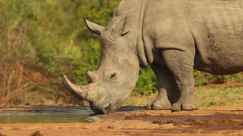 A low-angle medium close-up of two white rhinos drinking. Royalty-Free Stock Footage #1062667801