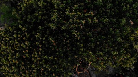 Ascending drone top view of forest trees and old destroyed apartment block in Chennai,Indian Town.