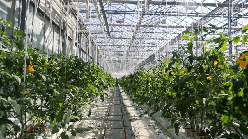 White Big Greenhouse with Vegetable. Rows of Plant Cultivated Inside a Large Greenhouse Building. Growing and Collect Goods for Commerce Sale. Cultivate and Selection Vegetables in Glasshouse Farmland Royalty-Free Stock Footage #1062677854