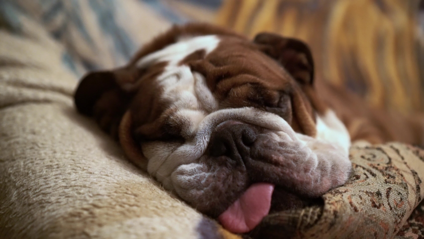 Cute lazy English bulldog sleeping on the couch and snore. Doggy see dreams. Domestic animal and pet concept. Purebred dog, funny companion. Royalty-Free Stock Footage #1062678205