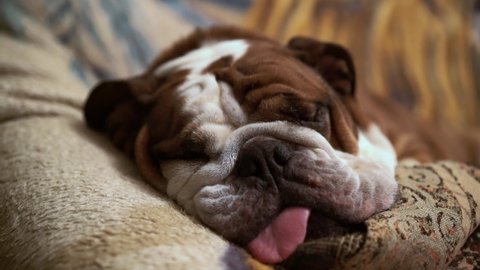 Cute lazy English bulldog sleeping on the couch and snore. Doggy see dreams. Domestic animal and pet concept. Purebred dog, funny companion.