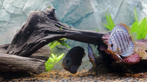 Close up view of gorgeous tiger Turks discus aquarium fish. Hobby concept.