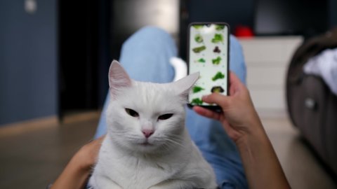 A woman at home, lying with a white cat in the living room, buys groceries from an online store for a courier to deliver them. A woman orders food at home in an online store using a smartphone. A