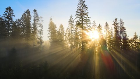 Dark green pine trees in moody spruce forest with sunrise light rays shining through branches in foggy fall mountains.