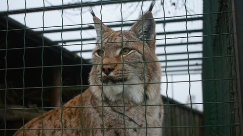 Eurasian lynx (Lynx lynx) behind cage grid looking around