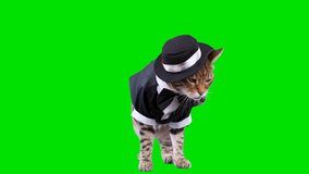 4K Bengal cat on green screen isolated with chroma key, real shot. Cat dressed up in tuxedo suit sitting down looking around.
