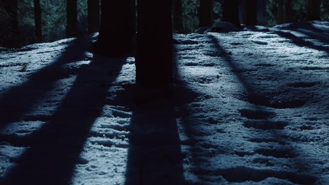 panning shot of a dark forest with creepy trees at moonlight