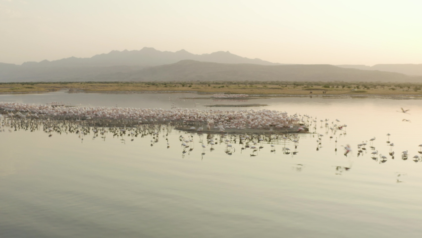 Flying drone over burning flamingos standing on the islands of Soda Lake in the savannah at sunset / sunrise with mountains background. Aerial view of wildlife of Tanzania.