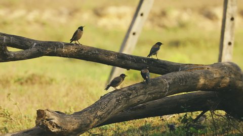 Goa, India. Many Common Myna Birds Sitting On Fallen Trees Trunk. Indian Myna Or Acridotheres Tristis In Natural Habitat.