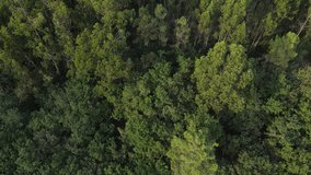 Early morning in a 
leafy forest aerial top view. Mixed forest, green conifers, deciduous trees with green leaves. Flying over the beautiful sunny trees of the forest above colorful texture in nature.