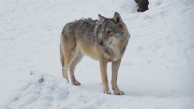 Wolves in the winter time, pack behavior in the snowy forest, on frost when they become tense,cleaned up with video denoiser, slow motion.