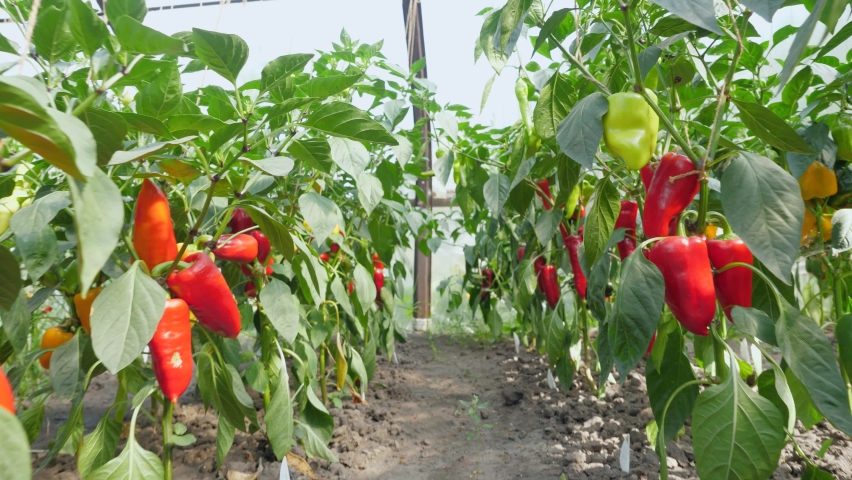 rows of red bell peppers in a greenhouse Royalty-Free Stock Footage #1062705898