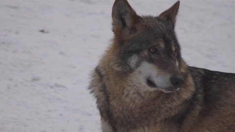 Wolves in the winter time, pack behavior in the snowy forest, on frost when they become tense, cleaned up with video denoiser. slow motion