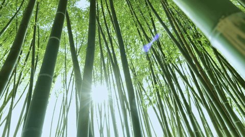 Top view of scenic bamboo forest  with sun rays entering the lush green wall of trees 