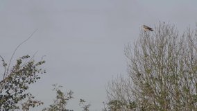 Medium shot hawk and little bird on the tree branch. Slow motion 4K