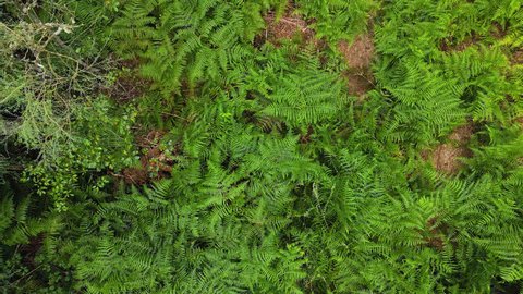 Drone zoom out in a greenfull ferns forest. Flying over a beatiful forest while the wind moves the leaves. Top view of the forest with a colorful texture in nature.