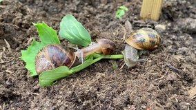 Slow motion groups of snail eating young green plant
