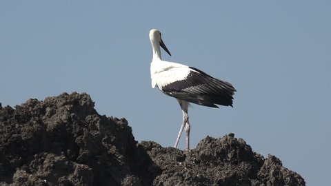 Big bird walks slowly and spreads its wings on the black hill. Young bird, large white crane with black wings, stands on hill on banks of summer river