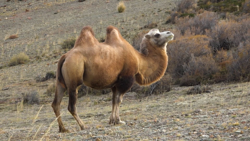 Camel Farming Stock Video Footage - 4K and HD Video Clips | Shutterstock