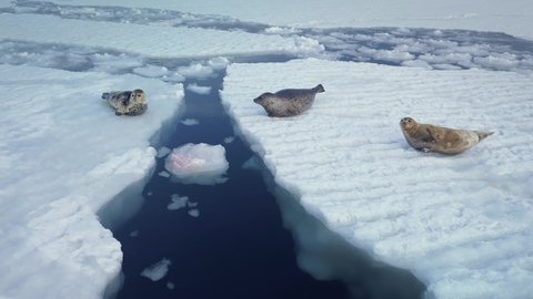 Winter seal rookery. Wild beautiful seals, sea bears lie on snow-covered ice floes in blue sea Arctic. Family wild animals in nature. Flying around fur seals looking at camera.  Aerial unique. Motion