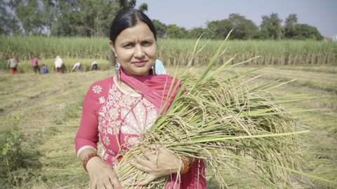 Indian Farmer Woman Paddy Crop Agriculture Stock Footage Video (100% ...