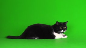 Large black and white cat kitten on a green background 4K video screen.