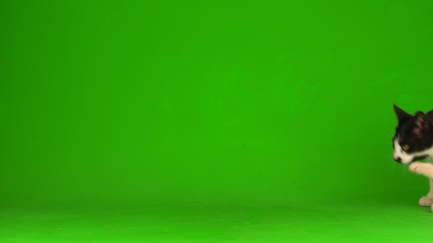Black cat on a green background screen. Royalty-Free Stock Footage #1062719221