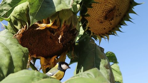 A titmouse flies to a sunflower, pulls out a seed from it and flies away with it. Slow motion 4x.